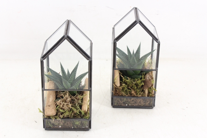 <h4>arr3 SN - Glas huis X12</h4>