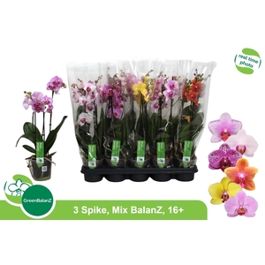 PHAL GEM