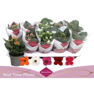 Kalanchoe blos.   ..mix 5