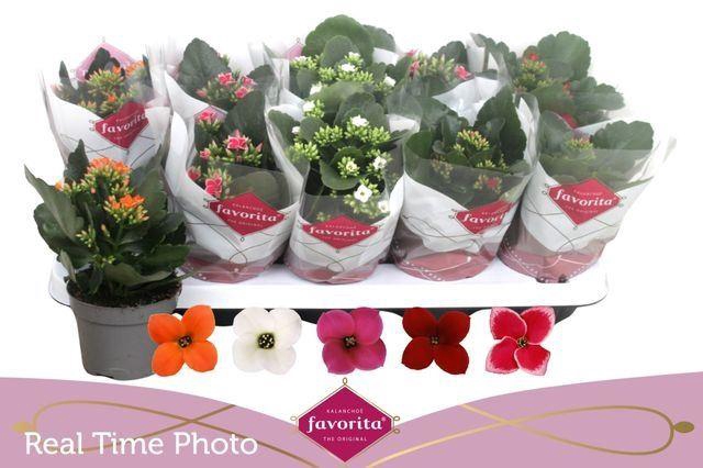 <h4>Kalanchoe blos.   ..mix 5</h4>