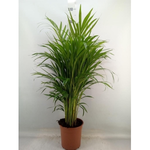 Dypsis lutescens   ...Chrysalidoca