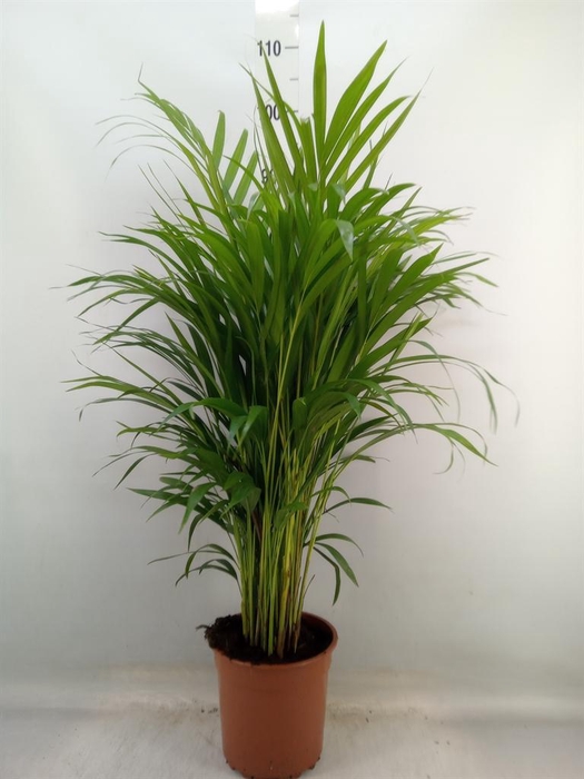 <h4>Dypsis lutescens   ...Chrysalidoca</h4>