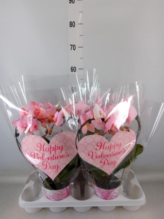 <h4>Phalaenopsis   ...</h4>