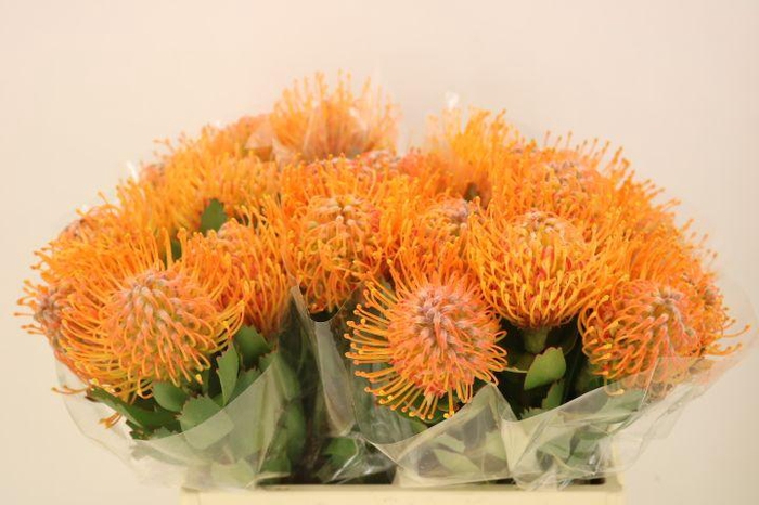 <h4>LEUCO AYOBA SUN</h4>