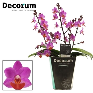 Phalaenopsis Table Mystery 3+ tak (Decorum)