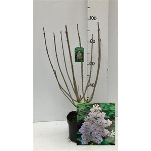 Syri Vil Agnes Smith