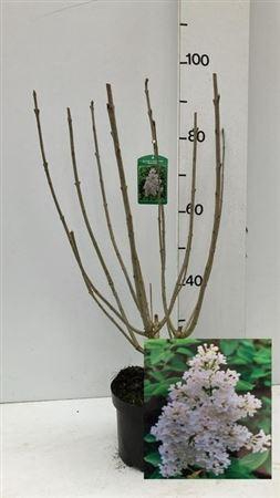 <h4>Syri Vil Agnes Smith</h4>