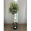 OLEA SPIRAAL 110 CM