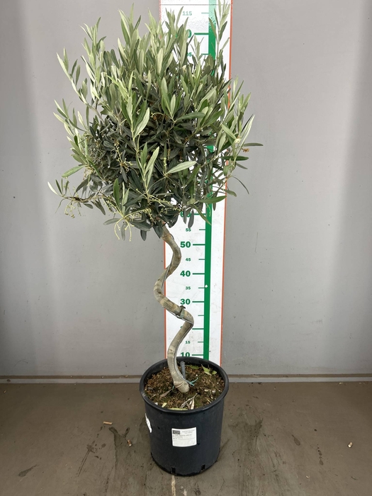 OLEA SPIRAAL 110 CM