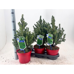 PICEA GL DECEMBER