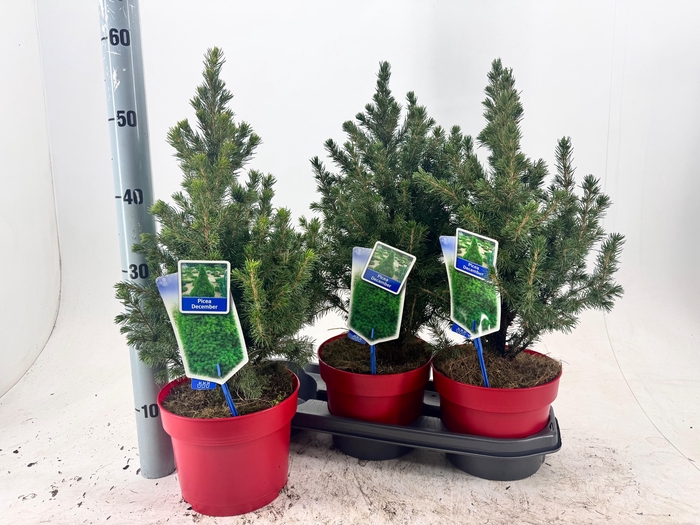 <h4>PICEA GL DECEMBER</h4>