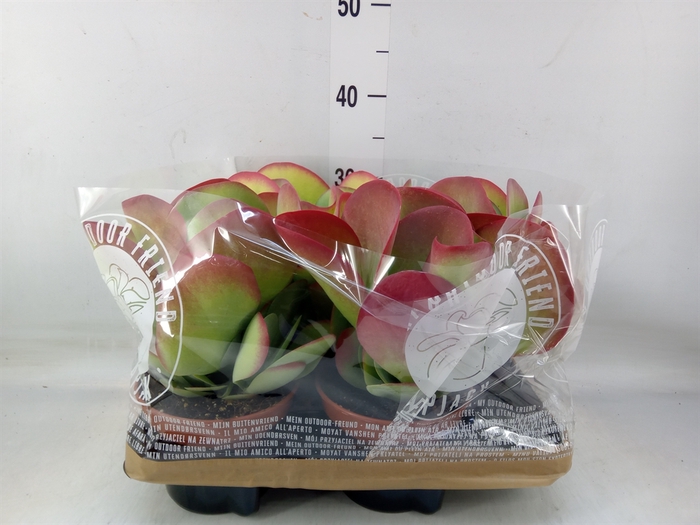 <h4>Kalanchoe NF thyrsiflora</h4>