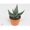Aloe aculeata