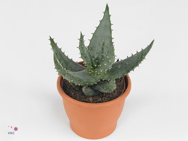 Aloe aculeata