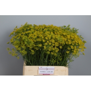 ANET GRAVEOLENS