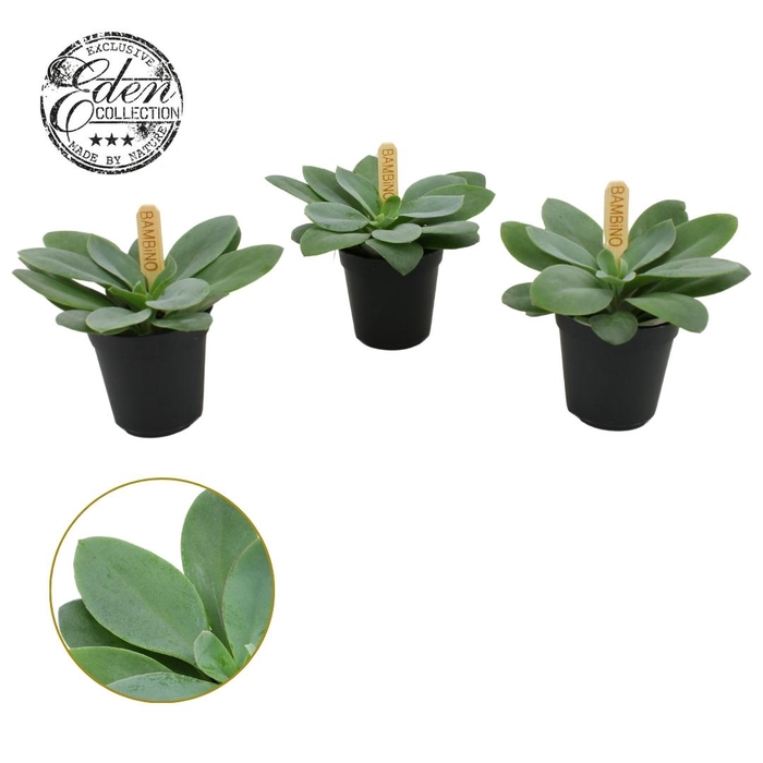 <h4>Senecio Cephalophorus 5,5cm</h4>