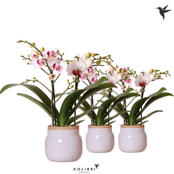 <h4>Kolibri Orchids Phalaenopsis Gibraltar 2 spike in Vintage Bowl pot white</h4>