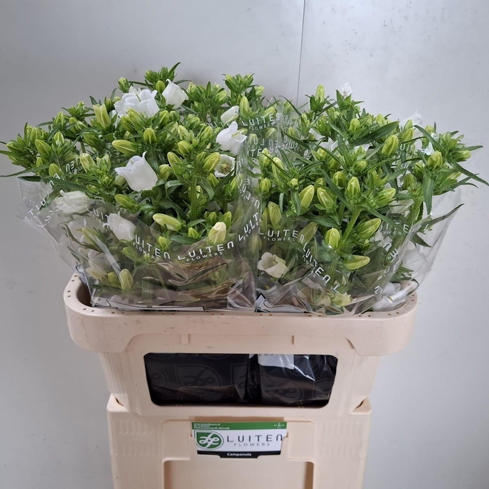 <h4>CAMP CHAMPION WHITE</h4>