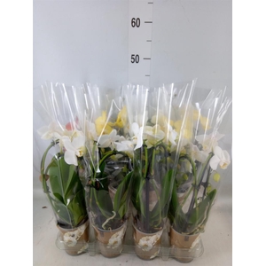 Phalaenopsis  'Elegant Cascade'