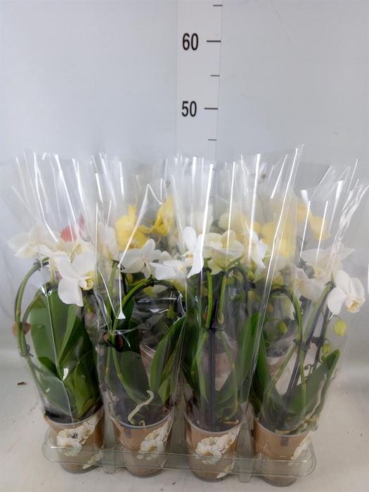 <h4>Phalaenopsis  'Elegant Cascade'</h4>