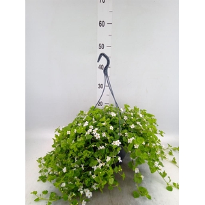 Sutera  'Snowflake'