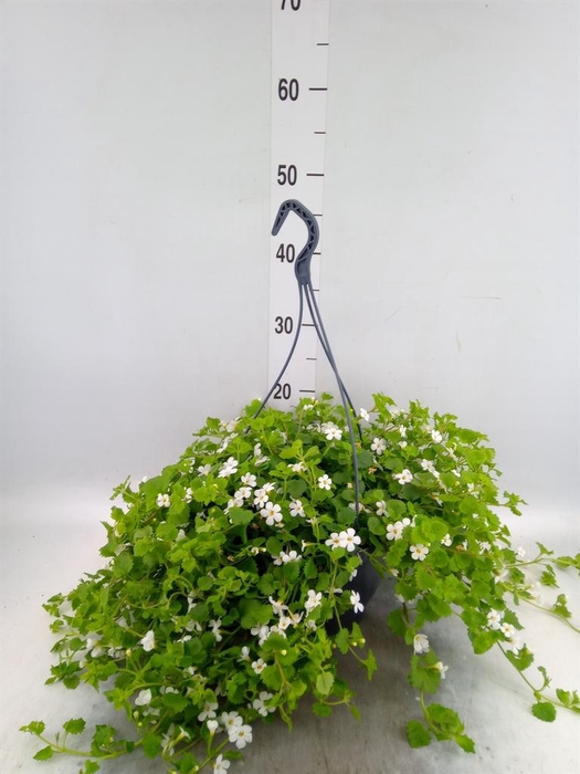 <h4>Sutera  'Snowflake'</h4>