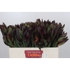 Leucadendron Saf Sunset Dark R.