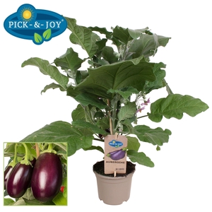 AUBERGINE PLANTEN