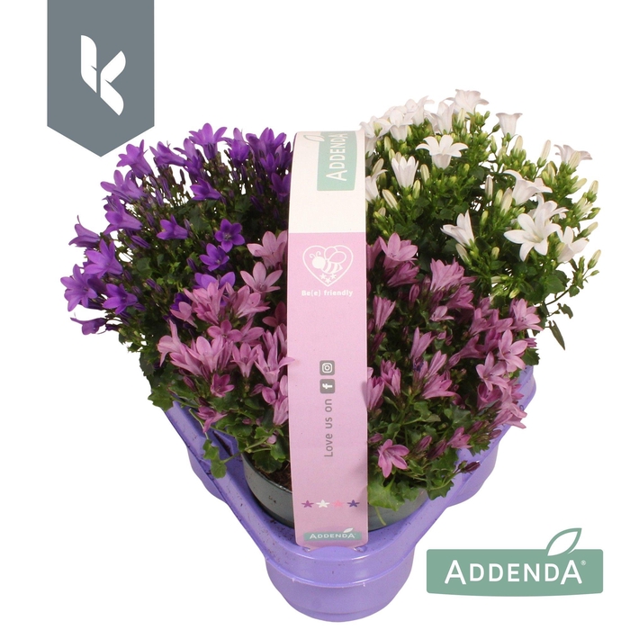<h4>Campanula Addenda Mix in de tray, minimaal 3 kleuren. In 3-Pack.</h4>