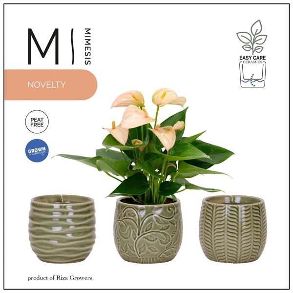 <h4>Mimesis Anthurium Joli Peach - 9 cm Madeira</h4>