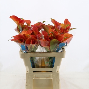 Calla Sunset Passion | Dubbelbloemig