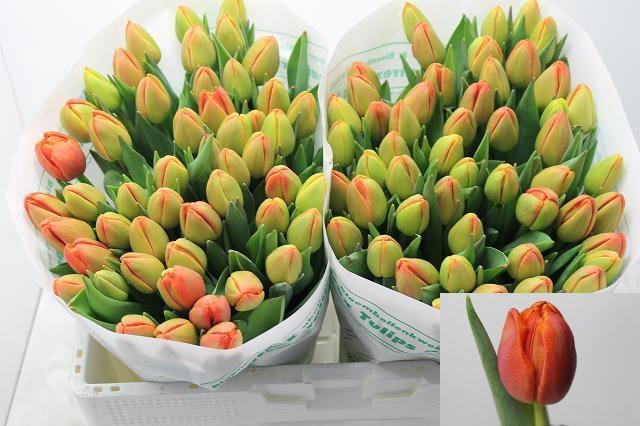 <h4>TU DU ICOON</h4>