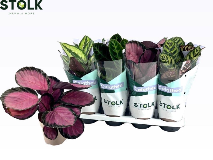 <h4>CALAT GEM 4 SRT</h4>