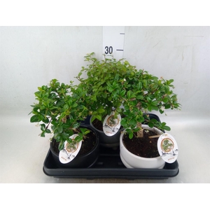 Bonsai   ...mix