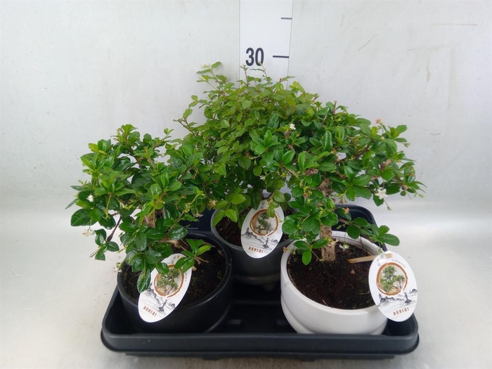 <h4>Bonsai   ...mix</h4>