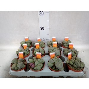 Lithops spp.