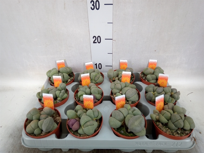 <h4>Lithops spp.</h4>