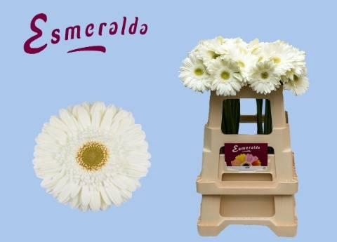 <h4>GE GR TER ICY</h4>