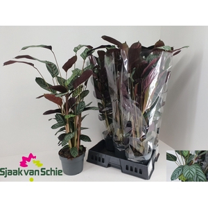 CTENANTHE GREEN FLAG