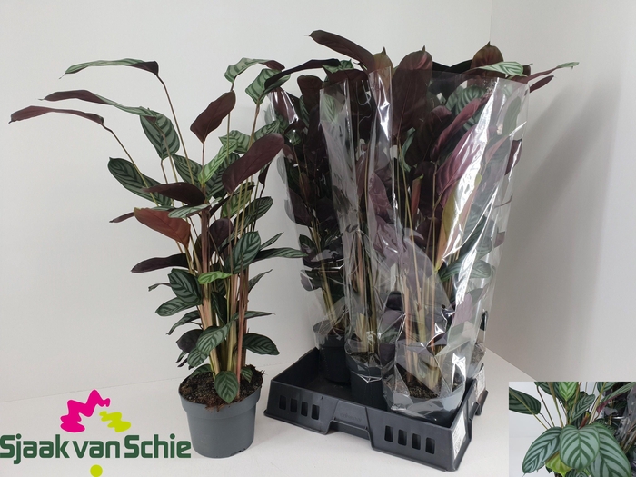 <h4>CTENANTHE GREEN FLAG</h4>