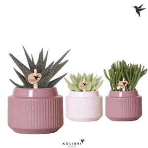 Kolibri Greens Succulenten mix in Maze pot white violet mix