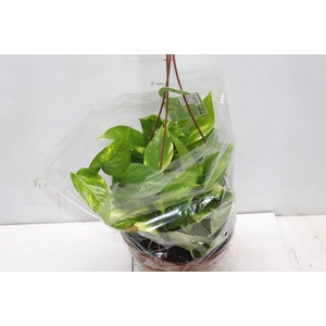 JIBOIA VERDE C21 PENDENTE