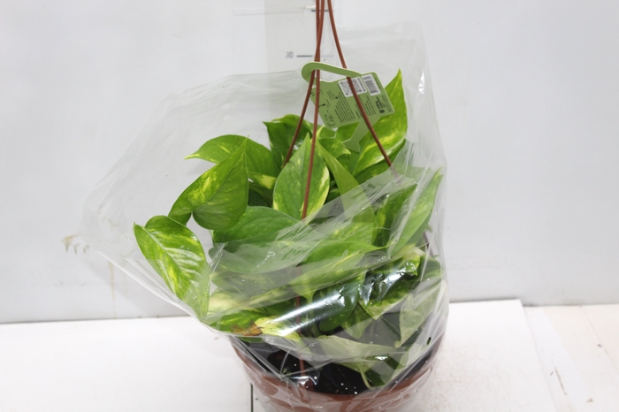 <h4>JIBOIA VERDE C21 PENDENTE</h4>