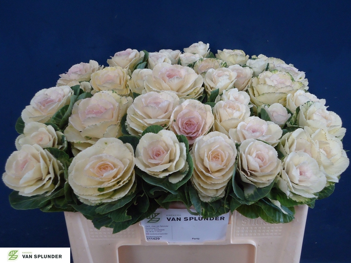 <h4>BRASS WHITE CRANE</h4>