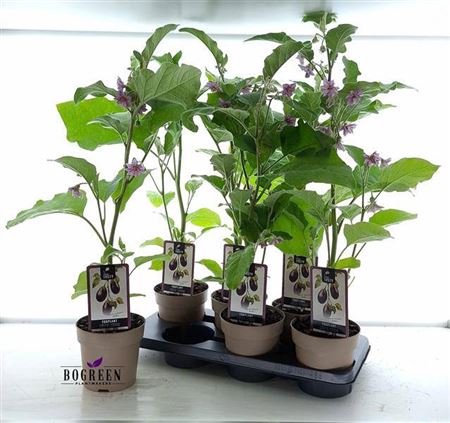 <h4>Aubergine Planten</h4>