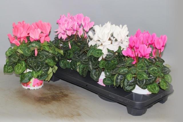 <h4>CYCL GR SUP XL</h4>