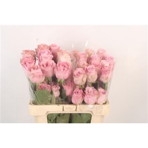 R Gr Ec Sweet 4 Love