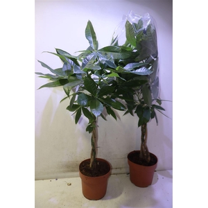 Pachira Aquatica