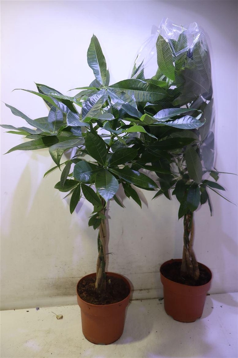 <h4>Pachira Aquatica</h4>