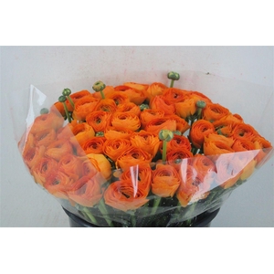 Ran Cloni Ex Lambada